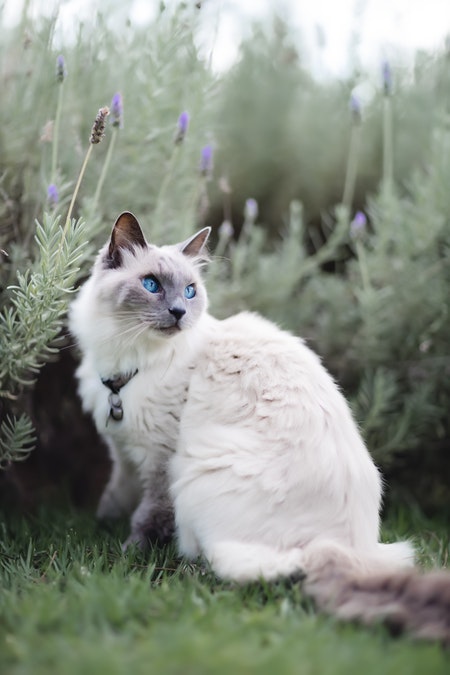 Blue Eyed White Cat within bushes