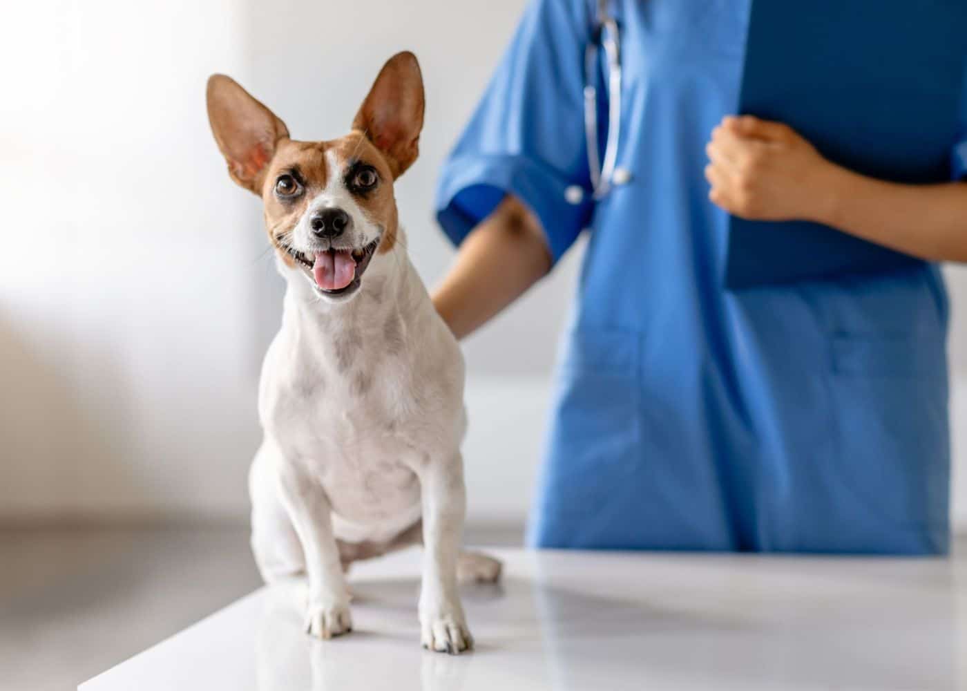 A dog sitting on a vet table