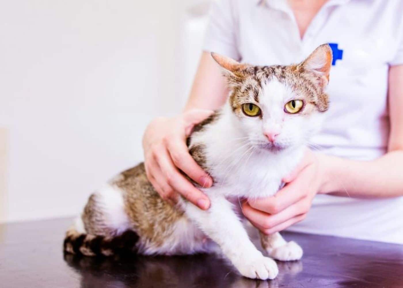 A kitten on the table in clinic