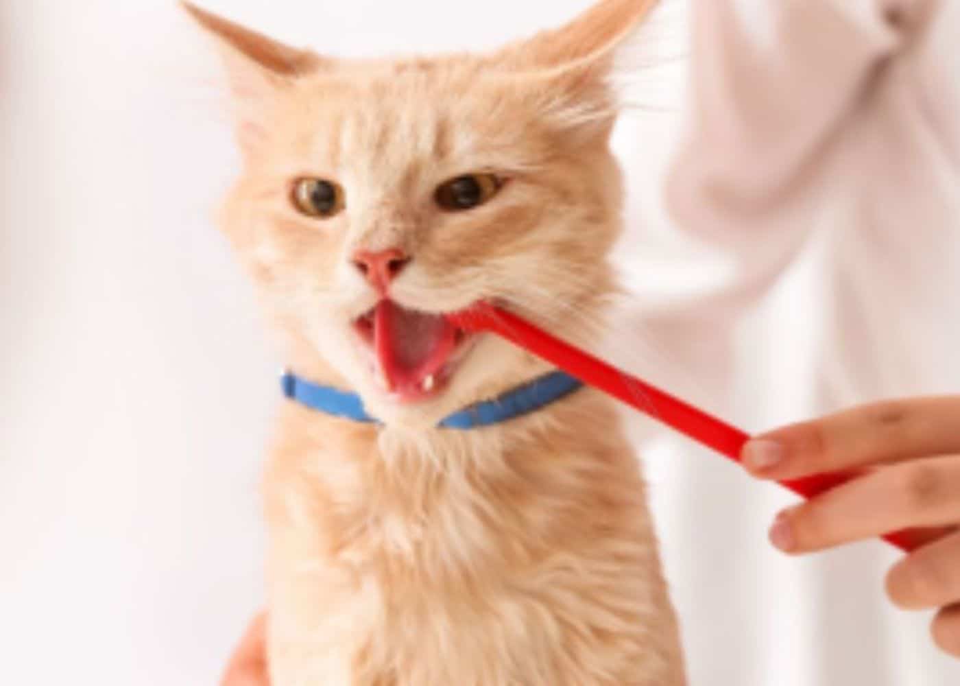 Cat dental care