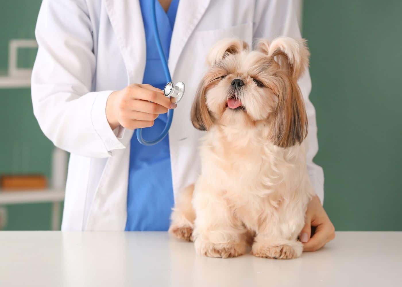 Pet Diagnostic & Therapeutic Services