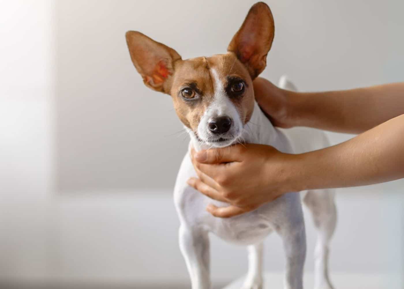 A person holding a small dog