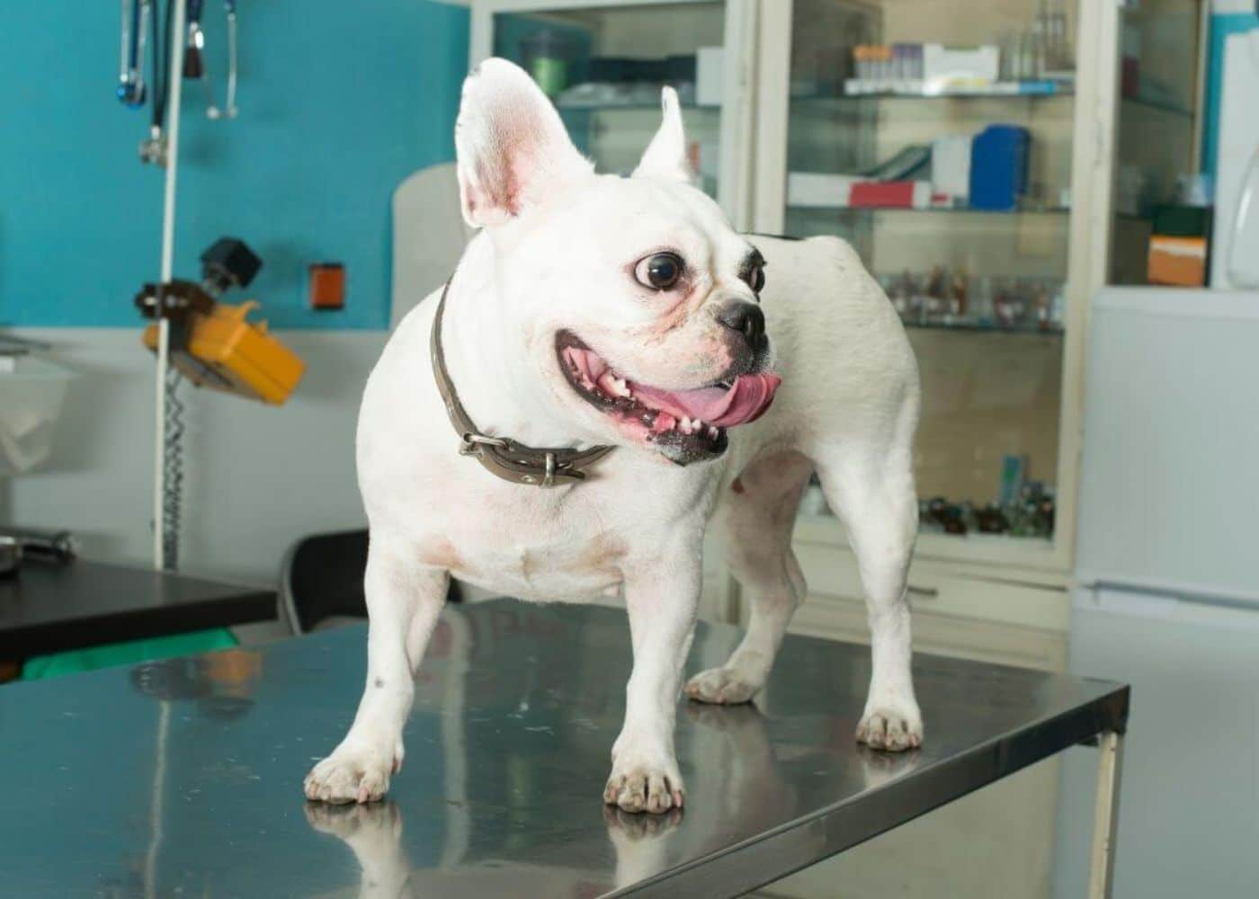 A white dog stands on a table