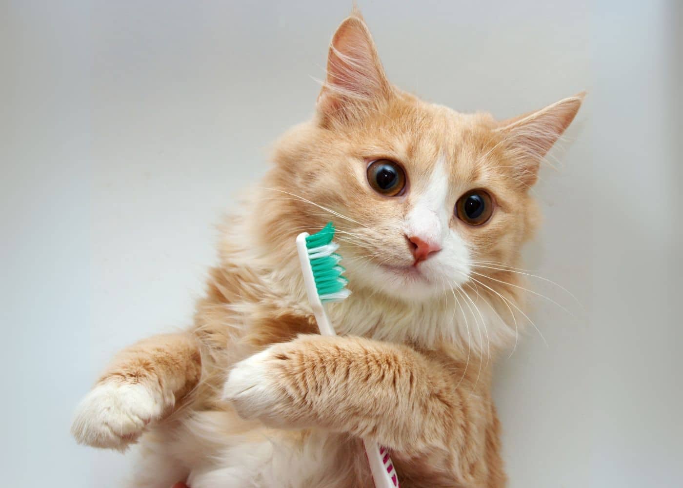 A cat with a toothbrush