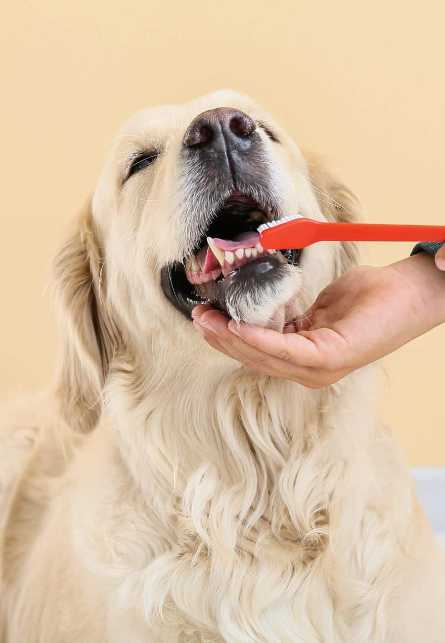 Dog getting teeth brushed