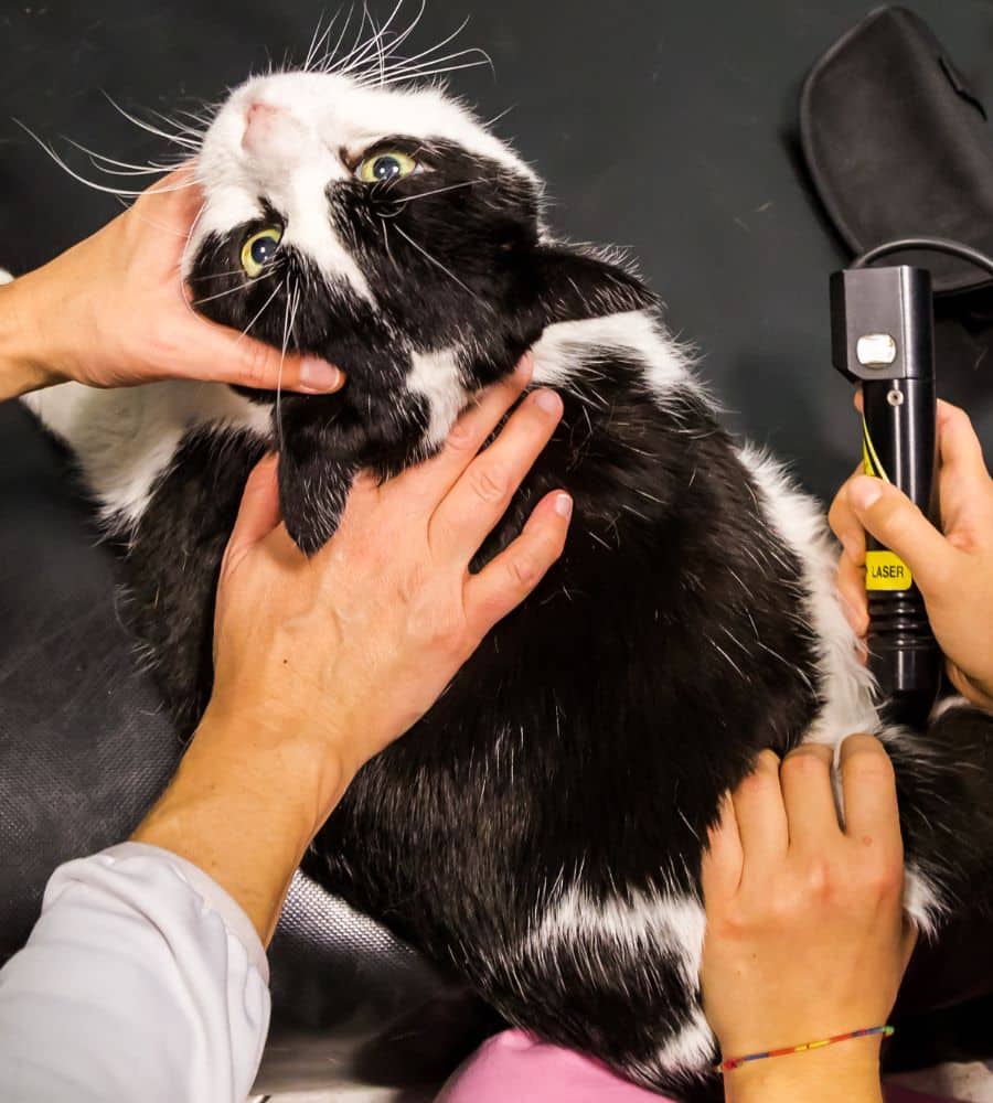 Veterinarian laser therapy  to a cat