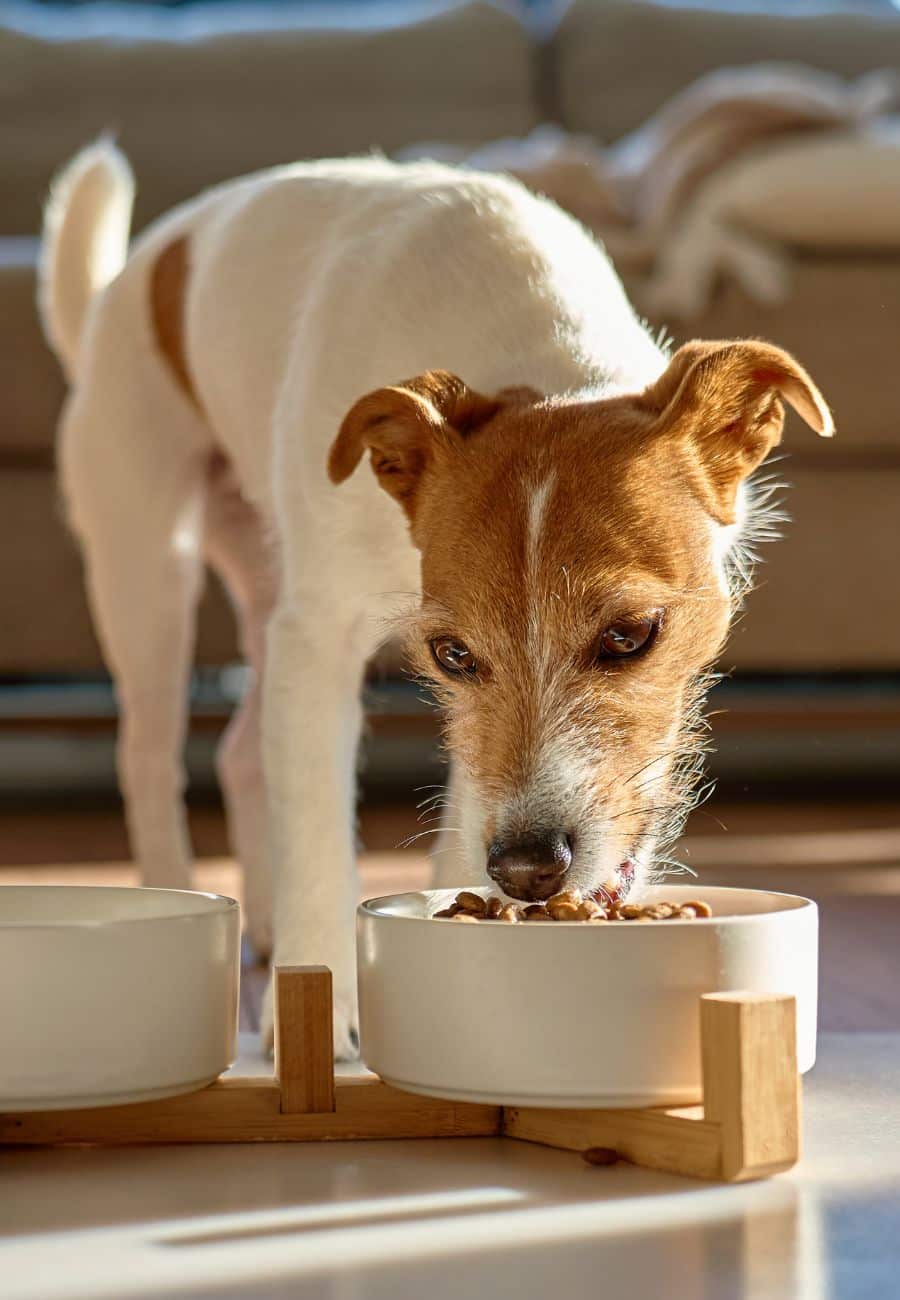 Dog eating from a bowl