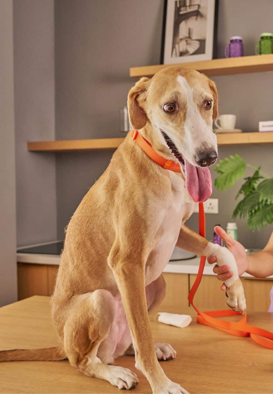 Dog getting its paw bandaged