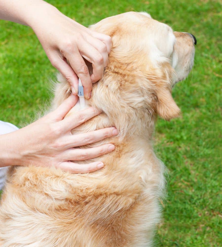 Vet applying flea medication to a dog