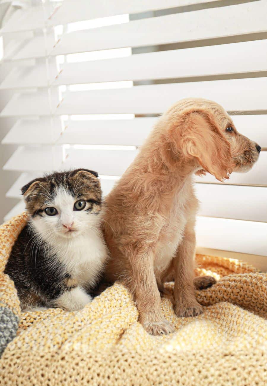 Adorable kitten and puppy sitting near the window indoors